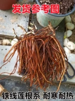 Благополучие случайные саженцы [3 растения без удобрений], горшок в комплект не входит