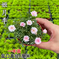 [Ji Yueji 1 год саженцев], принесите горшок