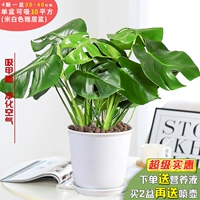 Бутик 3-4 35-45 см. Открытая спина (рисовый белый элегантный горшок+керамика) (включая горшок)