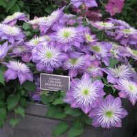 Хрустальный фонтан [удобрение без 3 деревьев], раковина в комплект не входит