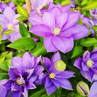 Статический свет [3 дерева без удобрений], горшок в комплект не входит.