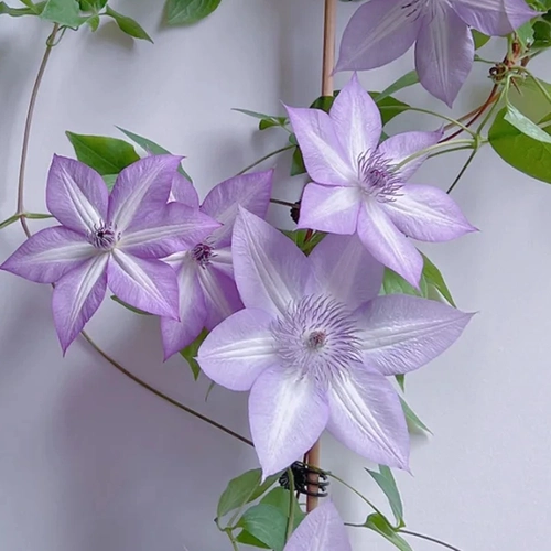 Железная линия Lotus utopia маленькие растения сажан