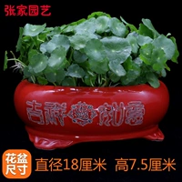 铜钱草+瓷盆（吉祥如意