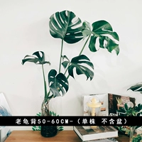 Старая черепаха спиной 50-60 см (исключая горшки) -ping без горшков