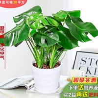 Бутик Full 35-40 см высотой (4-5) Open Back+питательный раствор (исключая горшок)