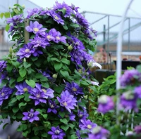 Вустер [3 растения без удобрений], горшок в комплект не входит.