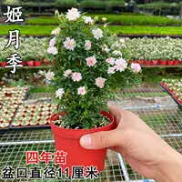 【Ji Ruki 4 года саженцев】, посадка с горшками