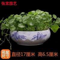 铜钱草+瓷盆（青山