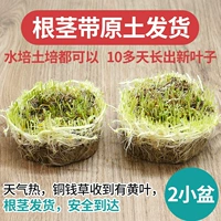 根茎（2份小盆的量）