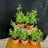 Интернет-знаменитость японская роза Химэ цветок в горшке мини Химэ Отомэ рассада цветы четыре сезона цветущая роза бонсай роза Химэ