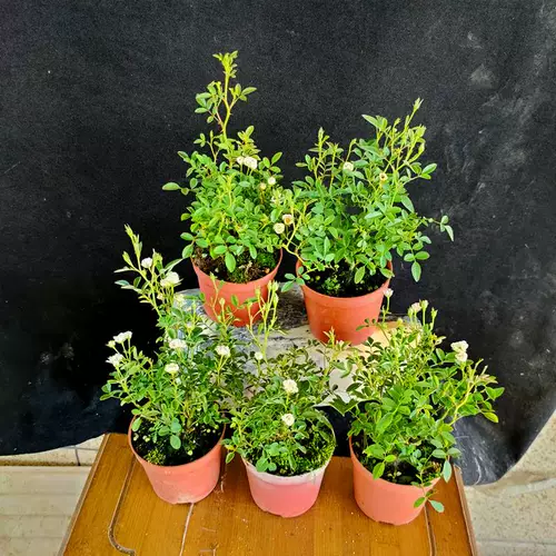 Интернет-знаменитость японская роза Химэ цветок в горшке мини Химэ Отомэ рассада цветы четыре сезона цветущая роза бонсай роза Химэ