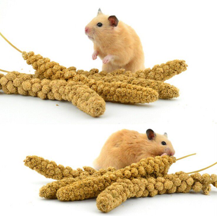 Natural Yellow Valley Ears 100g Golden Silk Bear Hamster Grain Parrot Grain Pine Rat Hamster Hamster Snacks Nutritious Food Feed