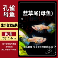 Хвост мятлика [женская рыба] 5 штук