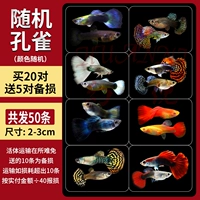 [50 тонких павлина рыбы] случайно