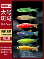 Большая конфеты Zebra 12, 6 цветов, все доступны