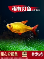 [Редкая рыба-фонарь] 1,8-2 см сладкий лимон 5 шт.