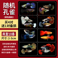 [10 бутик -павлин -рыба] случайно