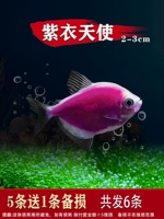 2-3 см. Пурпурный ангел 5, чтобы отправить 1 проигрыш