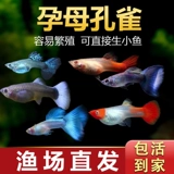 Павлиновая рыба беременная мать живая рыба цветок, наблюдая за рыбой, живая тропическая тропическая пресная вода, питательная живая рыба зебра