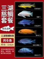 [3-4 см] Санху Кондор 6 Статья 6