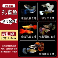 Premium Peacock 5 - Pack C