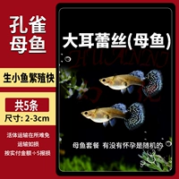 Большое ушелонное кружево [женская рыба] 5 штук