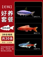 【Фонарь проверка фокусировки】 Значение -значение пакет (всего 30)