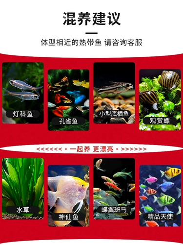 Тропическая декоративная рыба полезна для красной и зеленой рыбы рыбы пресноводная золотая рыба.