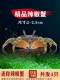 Mini Chili Crab 3 Получите 1 потерю подготовки