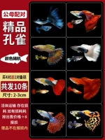 Владелец магазина рекомендует ~ Бутик Peacock [мужское и женское спаривание] 4 пары из 1 пары повреждения подготовки