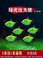 2-3 см Зеленый Тигр Ангел 5, чтобы отправить 1 повреждение подготовки