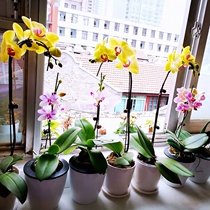 Butterfly orchid potted plant with flower real flower with flower bud shipment with floral sword living room indoor flowers all season easy to live green plant