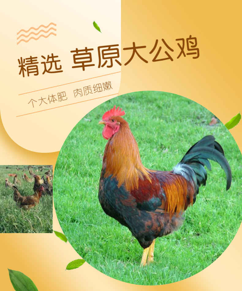 中国地理标志产品 内蒙特产 卓资山 卓资熏鸡 700g 图5
