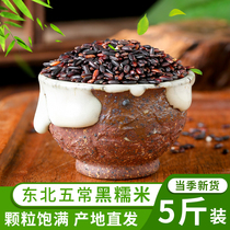 Northeast black glutinous rice five kilograms of blood glutinous rice New rice sticky rice sticky rice farm grain dumplings rice black rice porridge coarse grain rice