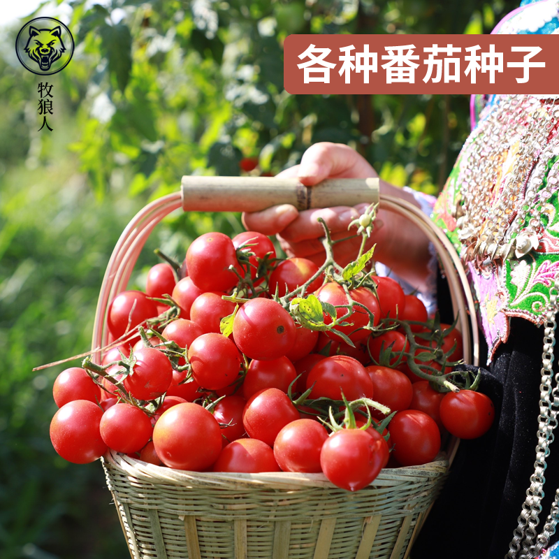 Shepherd Tomato Seed Small Tomato Seed All Season Vegetable Miao Potted Millennial Sacred Virgin Fruits Spring Vegetable Seed