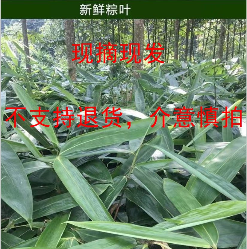 Customized leaves of fresh leaves free of postal large dry household bamboo leaves with large-size brown leaves