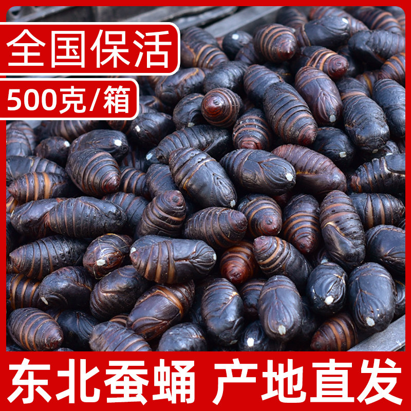 Large silkworm chrysalis fresh 500g cicada chrysalis cocoon chrysalis Northeast specialty chrysalis silkworm special tussah silkworm chrysalis grade Liaoning yellow