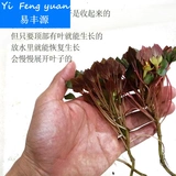 Ряска плавающие живые растения водный фейерверк желтый колтроп гватемальский водный сиреневый один бесплатная доставка