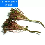 Ряска плавающие живые растения водный фейерверк желтый колтроп гватемальский водный сиреневый один бесплатная доставка