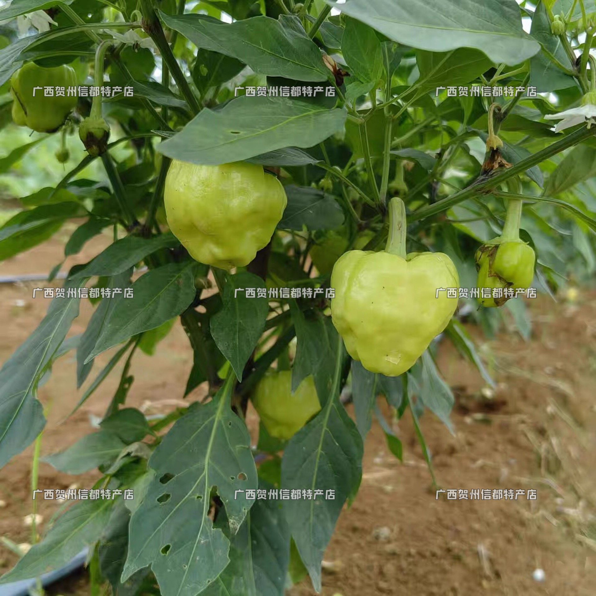 哪里可以买到正宗广西农家新鲜的灯笼椒？-菇娘果-淘宝百科网
