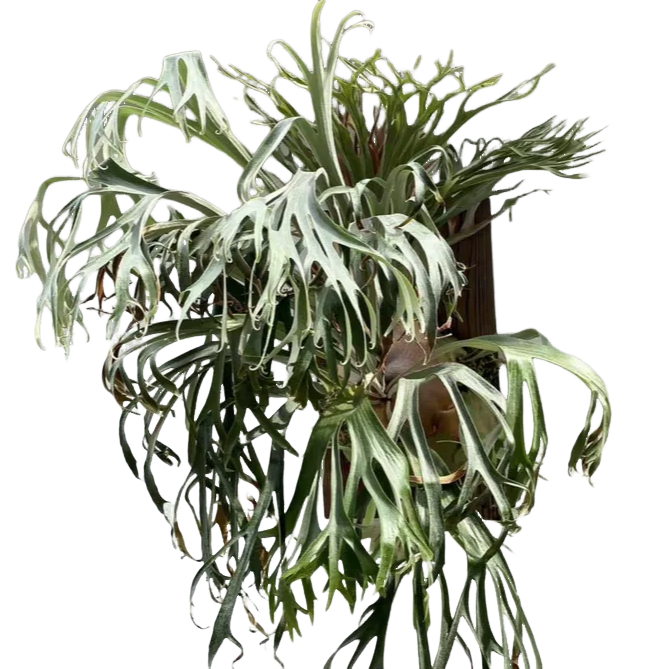 雷电鹿角蕨| P.Rydeen 猫路易斯交野银经典品种高尖冠挂墙植物-淘宝网