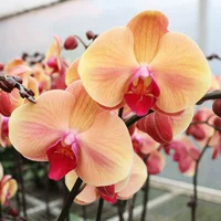 16. Оранжевый