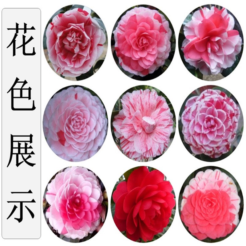 Fujian five - color red red red camellia bonsai Dan danehill camellia trees wining a tree color green plant flower buds