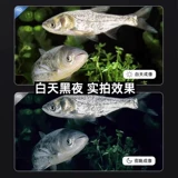 Мобильный телефон подводного рыболовного устройства очень хороша