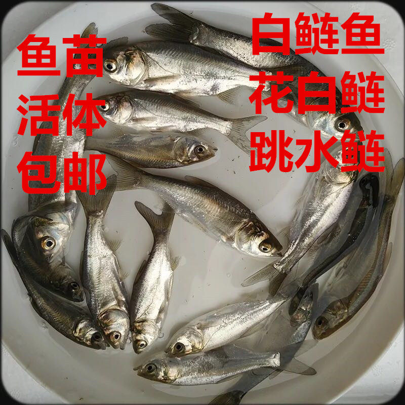 Fish Fry Freshwater Breeding Small Silver Carp Fry Freshwater Silver Carp Fry Freshwater Fish Good To Feed Silver Carp Fry Biao Biao
