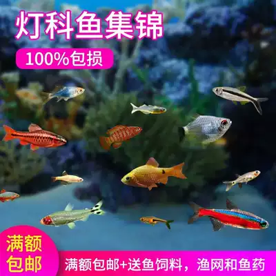 Traffic light fish tropical ornamental fish Traffic light ornamental fish freshwater ornamental fish zebrafish cold water group tour lantern fish
