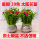 Double-petal sun flower seedling perennial root mixed-color plant green plant flower potted four seasons flowering with root and bud delivery