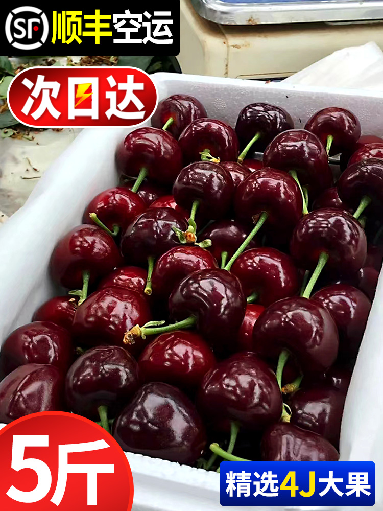 美早樱桃5斤车厘子大连大樱桃新鲜水果当季现摘现发整箱顺丰包邮3