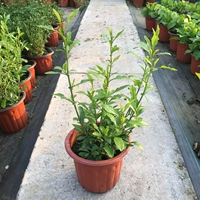 Синяя Снежинка (горшок 180#) 1 горшок