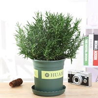 Большой горшок розмарина [горшок желтого и зеленого цветов объемом 1,5 галлона]